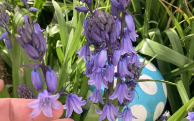 Spring Signs Brighten the Garden at Ashfield